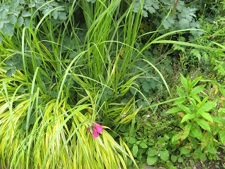 Great Dixter